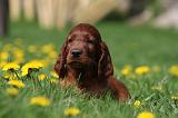 SETTER IRLANDAIS 188